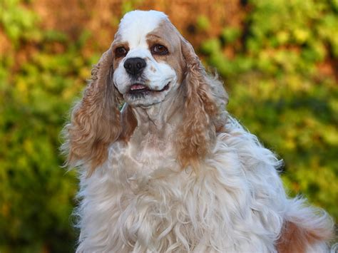 parti color cocker spaniels.